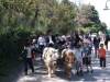 Promenades en calèche Région Aix en Provence à Vernègues PONEY EXPRESS Attelage